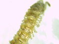Brachydesmus superus
